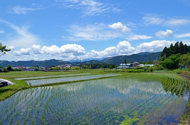 f:id:syouyudango:20200601165806j:plain f:id:syouyudango:20200601165806j:plain