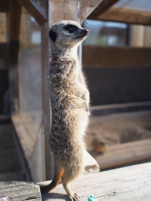 f:id:syouyudango:20200624173817j:plain f:id:syouyudango:20200624173817j:plain