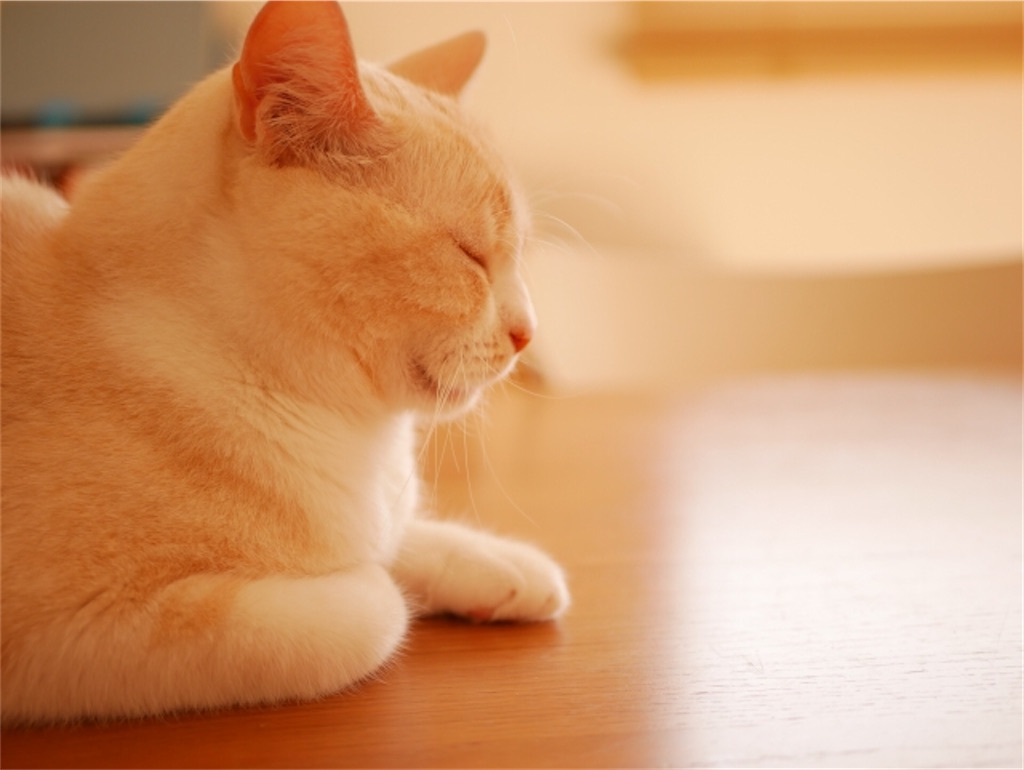 f:id:syouyudango:20201201182412j:image f:id:syouyudango:20201201182412j:image