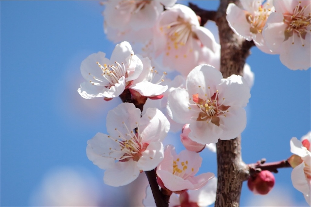 f:id:syouyudango:20210218191347j:image