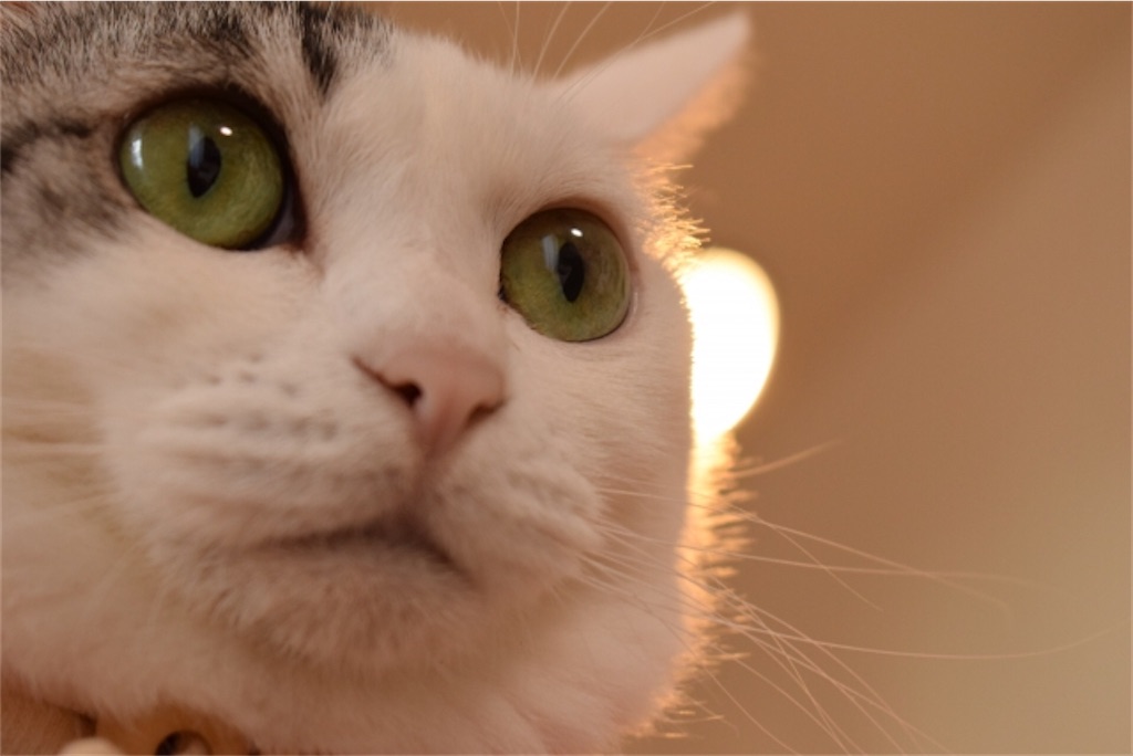 f:id:syouyudango:20210528185215j:image