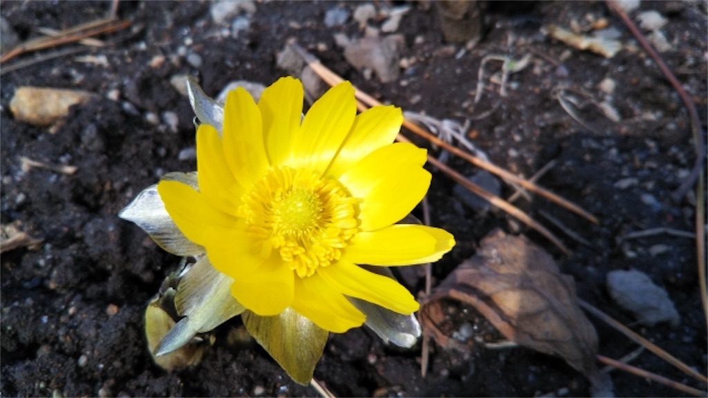 f:id:syouyudango:20240128163605j:image f:id:syouyudango:20240128163605j:image