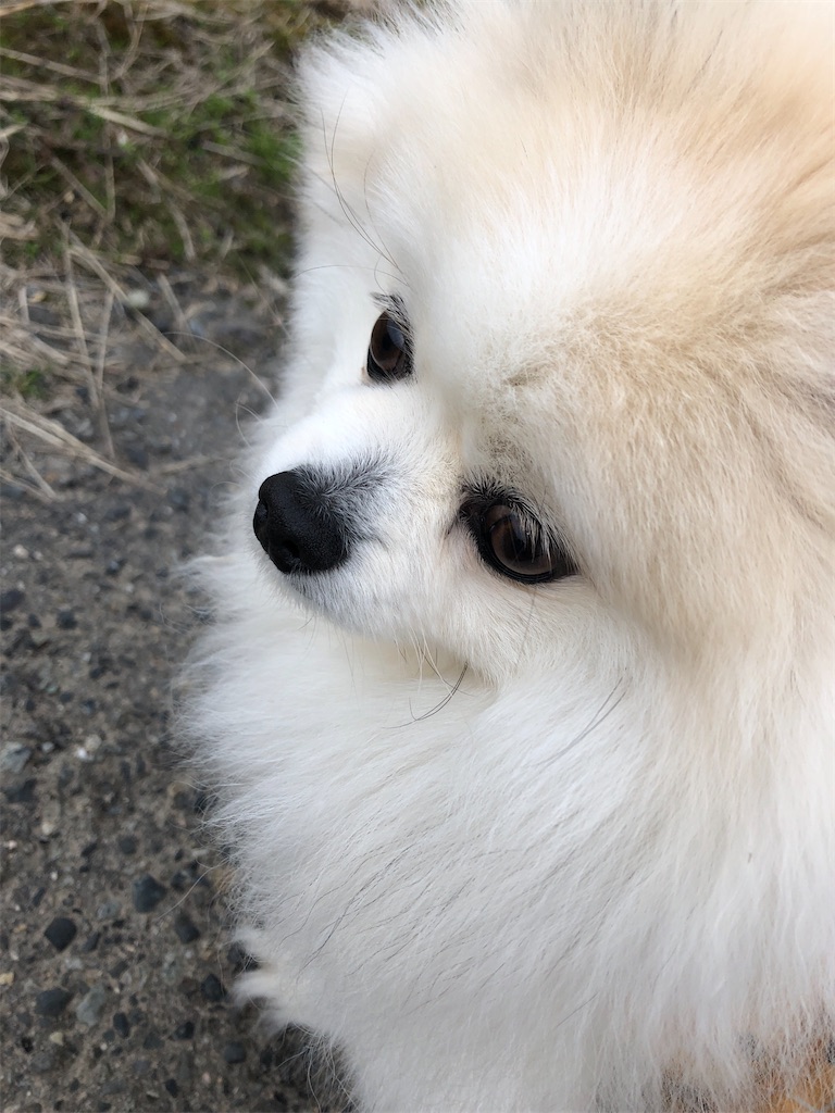 f:id:syouyudango:20250312201758j:image