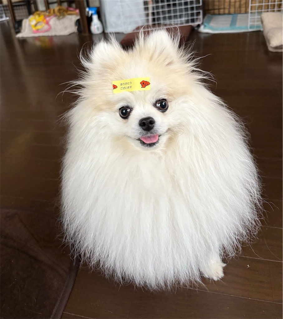 f:id:syouyudango:20250529173719j:image