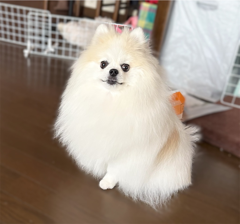 f:id:syouyudango:20250701182748j:image