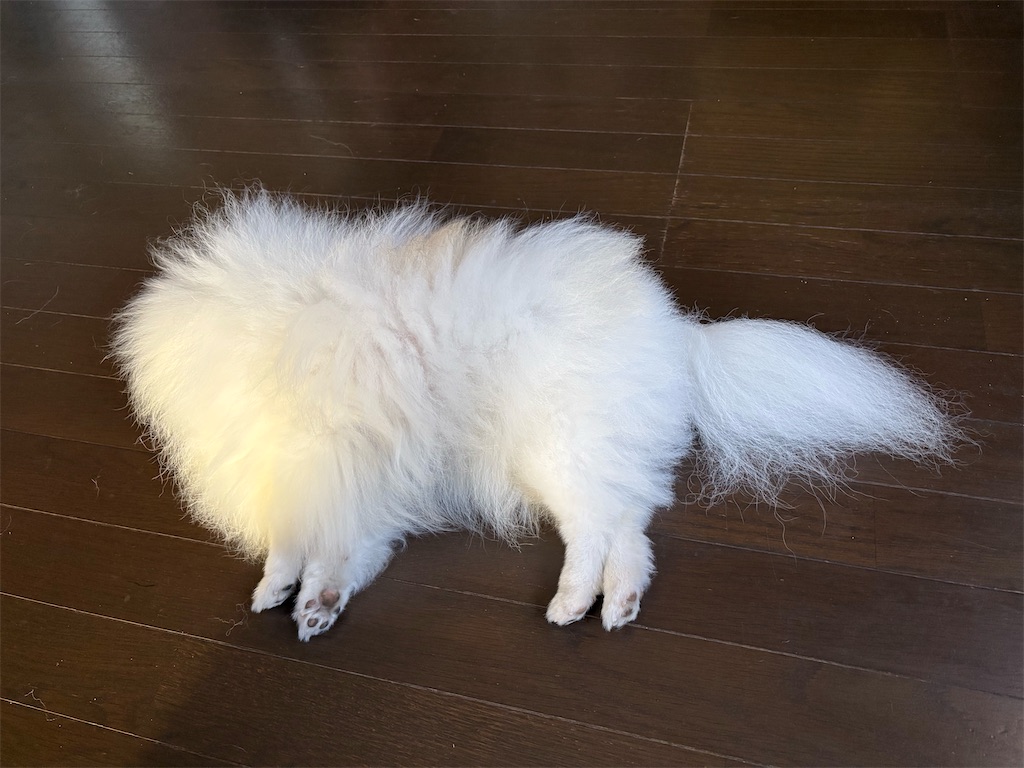 f:id:syouyudango:20250724165559j:image