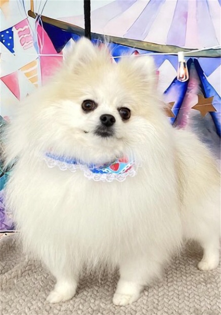 f:id:syouyudango:20260111170731j:image