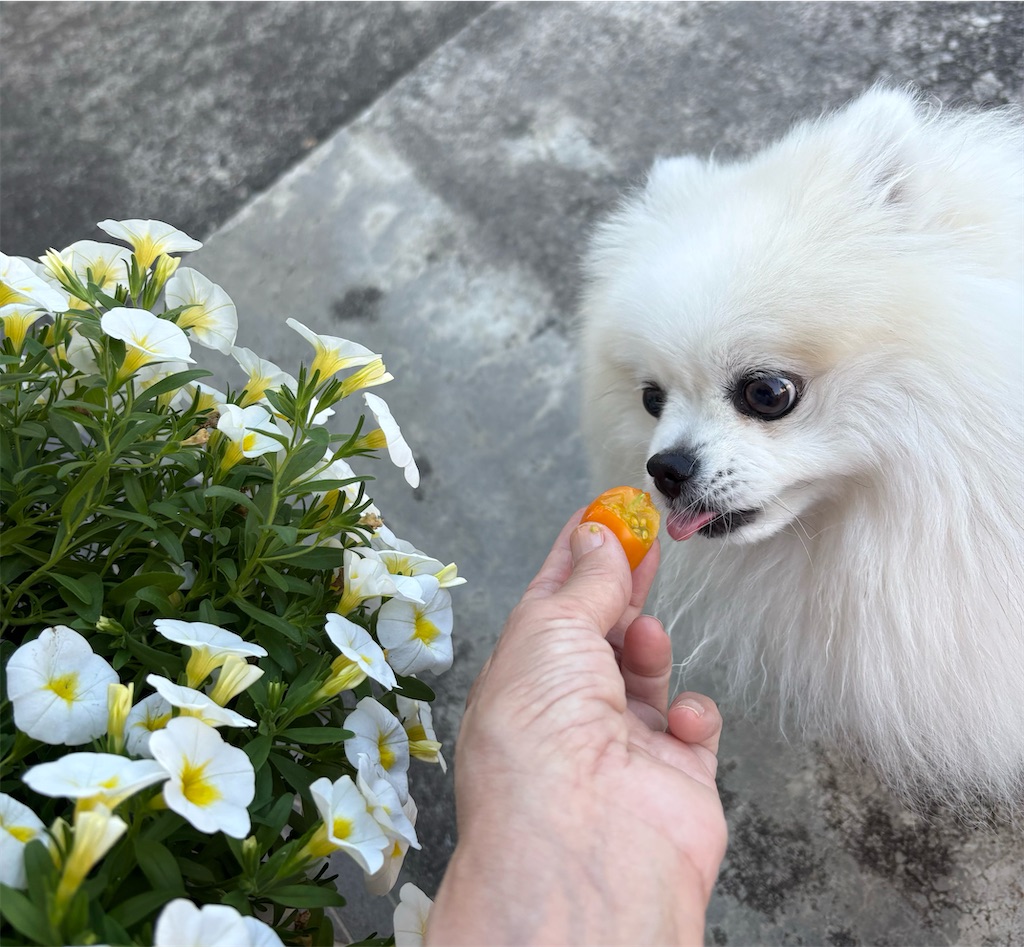 f:id:syouyudango:20260718181135j:image