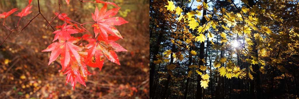 紅葉が鮮やかでとっても綺麗でした♪