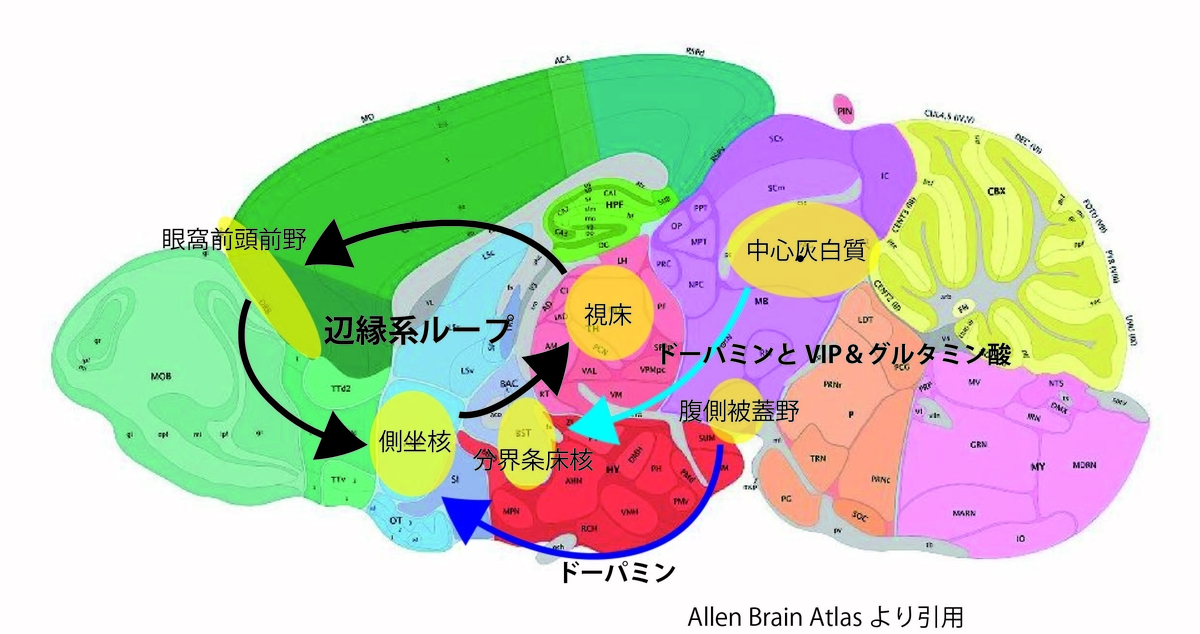 認知と情動の神経回路を解きほぐす：論文「背側縫線核-中心灰白