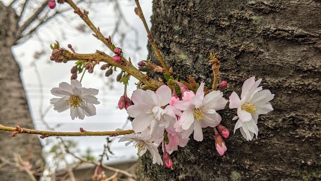 ひっそりと咲いている桜の写真