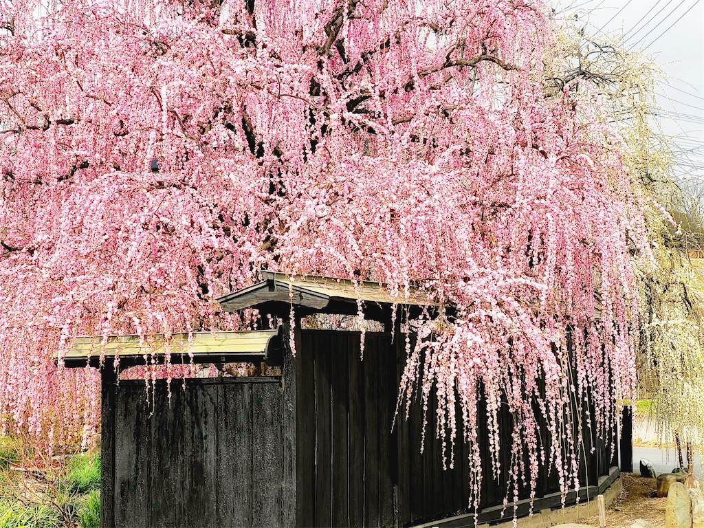 f:id:syubachiko:20260224171510j:image