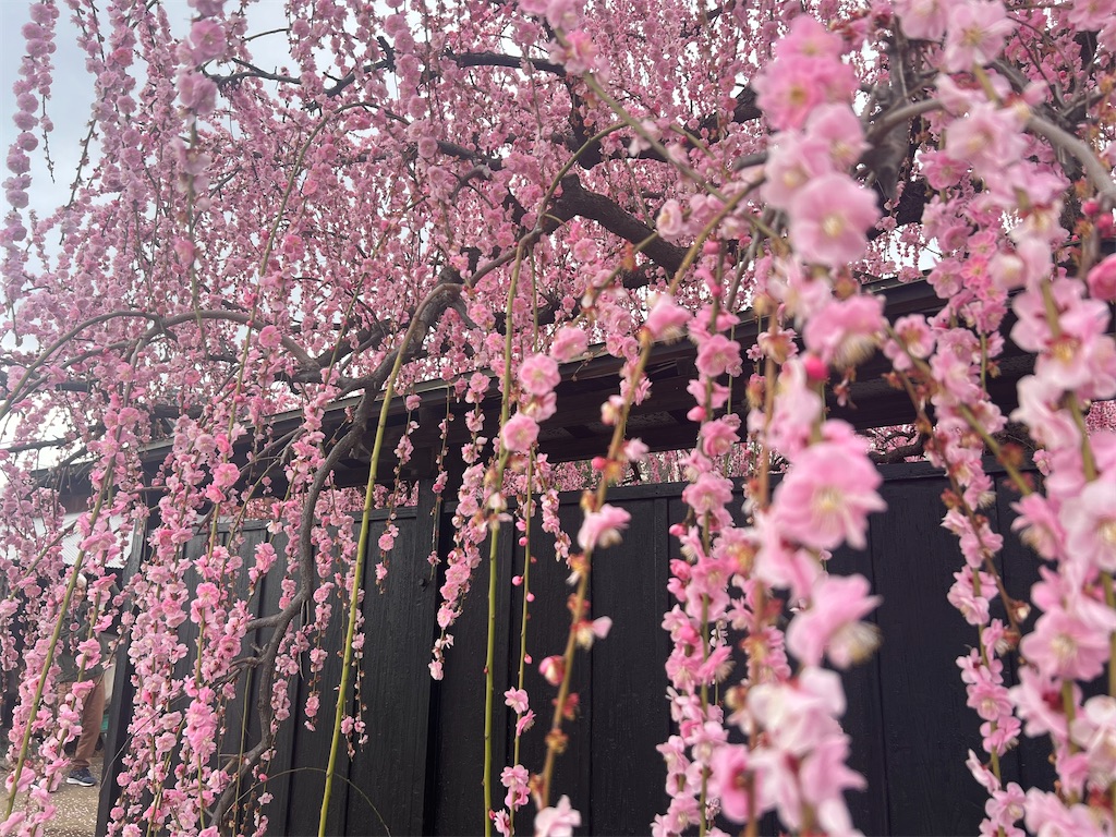 f:id:syubachiko:20260224171514j:image