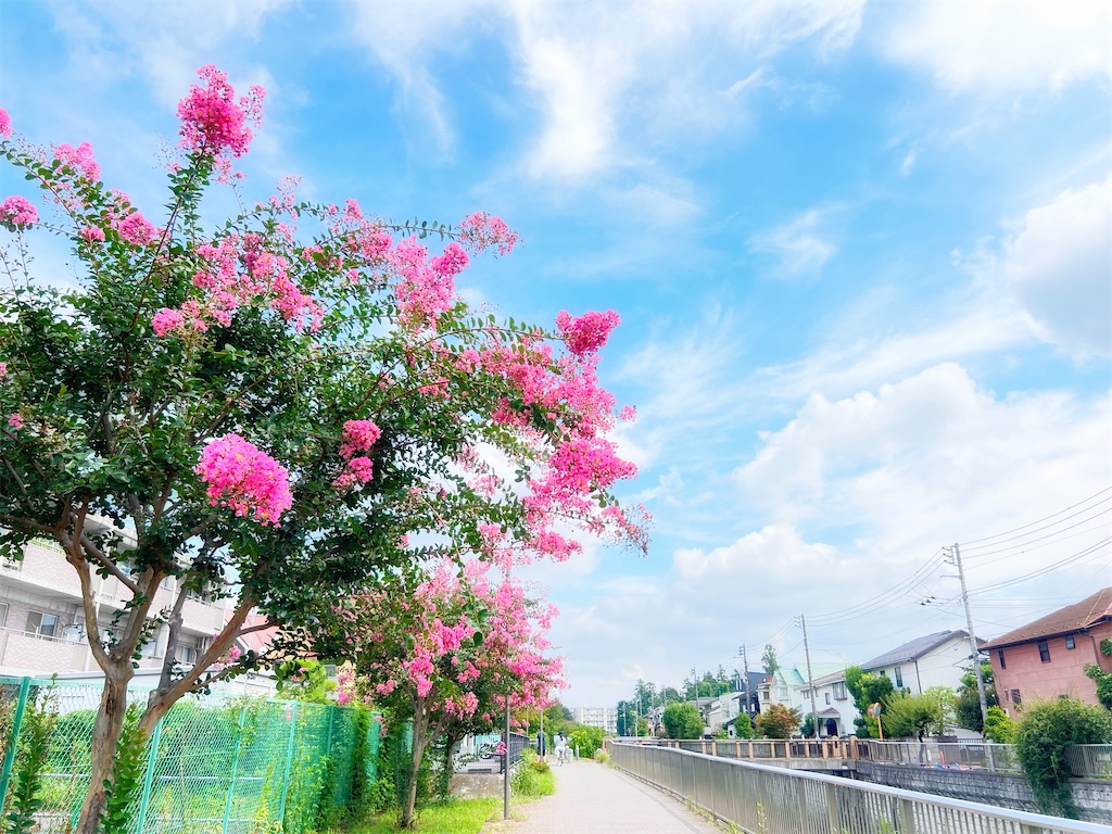 f:id:syubachiko:20260822220154j:image