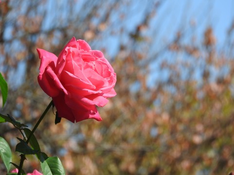 f:id:syufumaruko:20170703152849j:plain f:id:syufumaruko:20170703152849j:plain