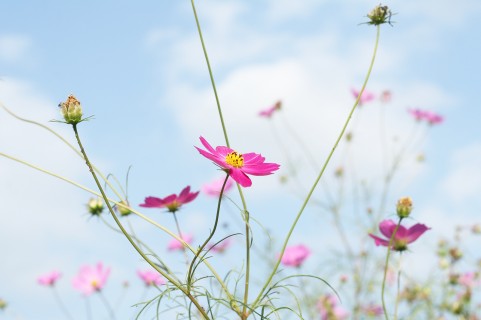 f:id:syufumaruko:20170914083146j:plain f:id:syufumaruko:20170914083146j:plain