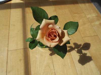 f:id:syufumaruko:20180429072642j:plain f:id:syufumaruko:20180429072642j:plain