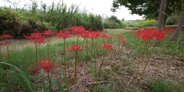 f:id:syufumaruko:20191022093837j:image f:id:syufumaruko:20191022093837j:image