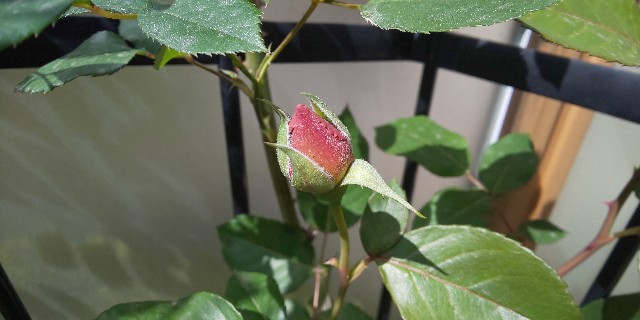 f:id:syufumaruko:20210519100434j:image f:id:syufumaruko:20210519100434j:image