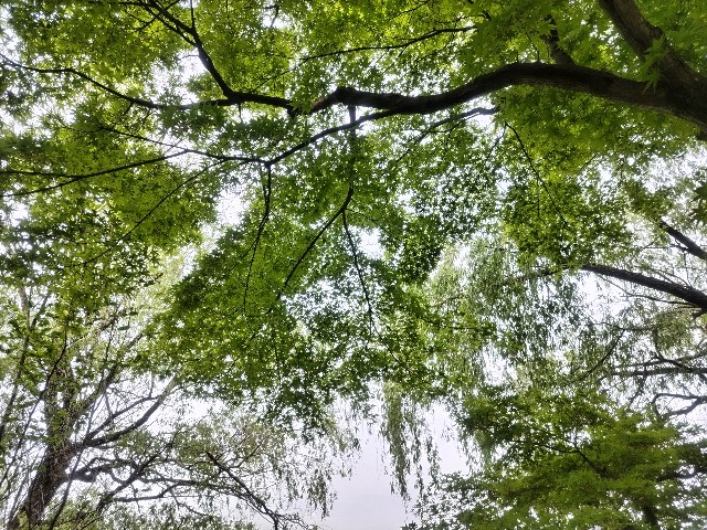 f:id:syufumaruko:20240519064302j:image