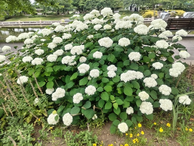 f:id:syufumaruko:20240701095643j:image