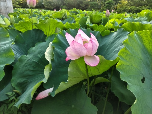 f:id:syufumaruko:20240807145309j:image