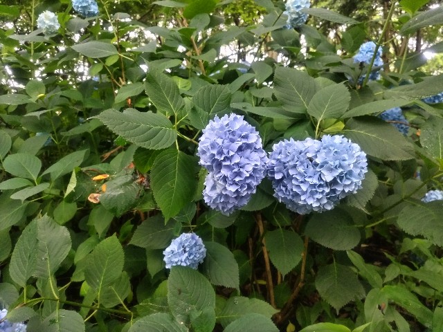f:id:syufumaruko:20250623153400j:image