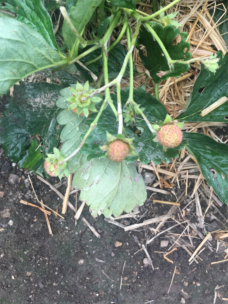 f:id:syufuninaru:20180618081707j:image