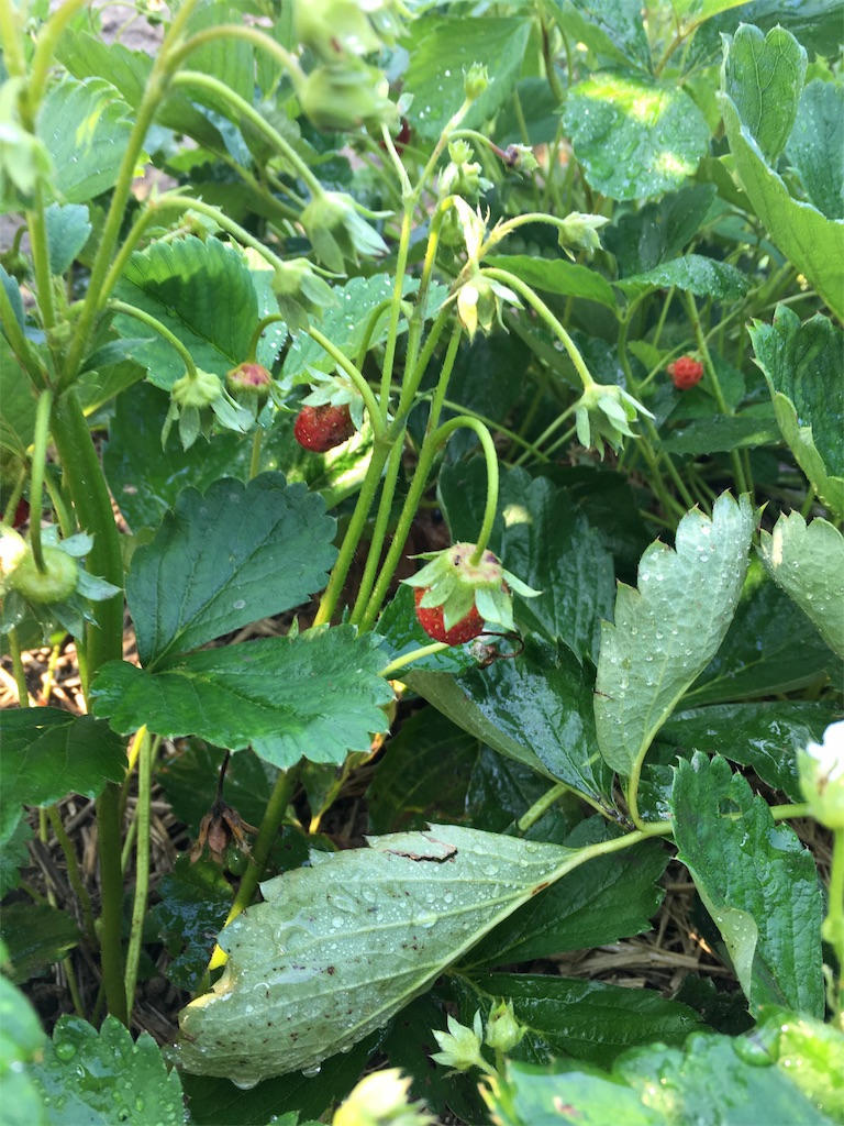 f:id:syufuninaru:20180717073809j:image