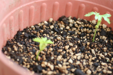 f:id:syuhunomisin:20100520100733j:image