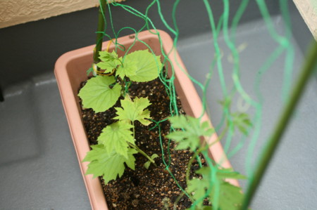 f:id:syuhunomisin:20100628120549j:image f:id:syuhunomisin:20100628120549j:image