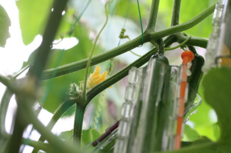 f:id:syuhunomisin:20130704070810j:image