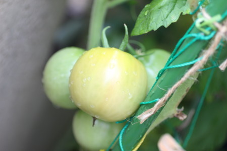 f:id:syuhunomisin:20180712101524j:image f:id:syuhunomisin:20180712101524j:image