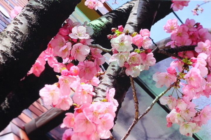 f:id:syuhunomisin:20200314015431j:plain f:id:syuhunomisin:20200314015431j:plain
