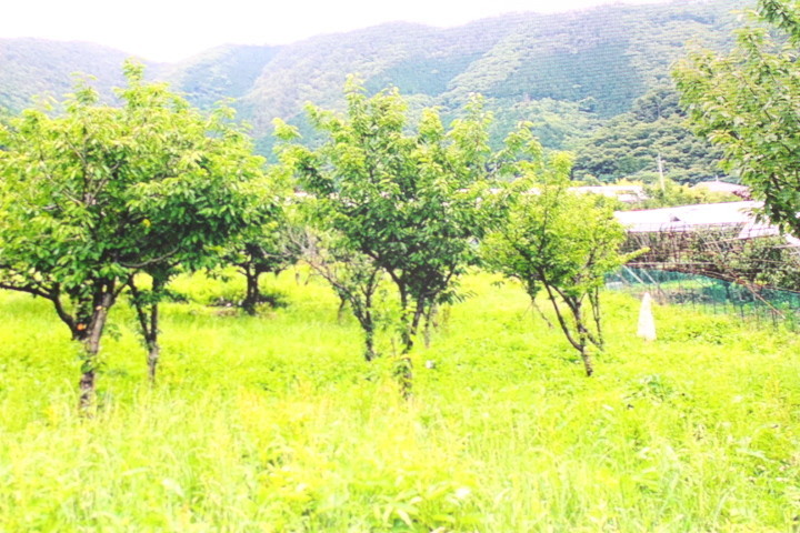 f:id:syuhunomisin:20200628004706j:plain