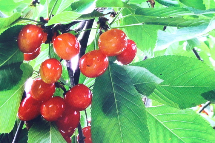 f:id:syuhunomisin:20200628004751j:plain