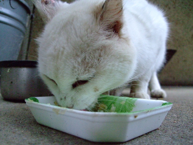 f:id:syuinfinity:20070902173219j:image f:id:syuinfinity:20070902173219j:image