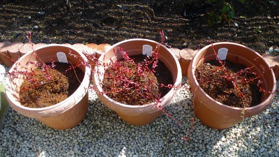 クランベリーの植え替え 果樹とスローライフを楽しむ