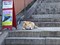 尾道の犬