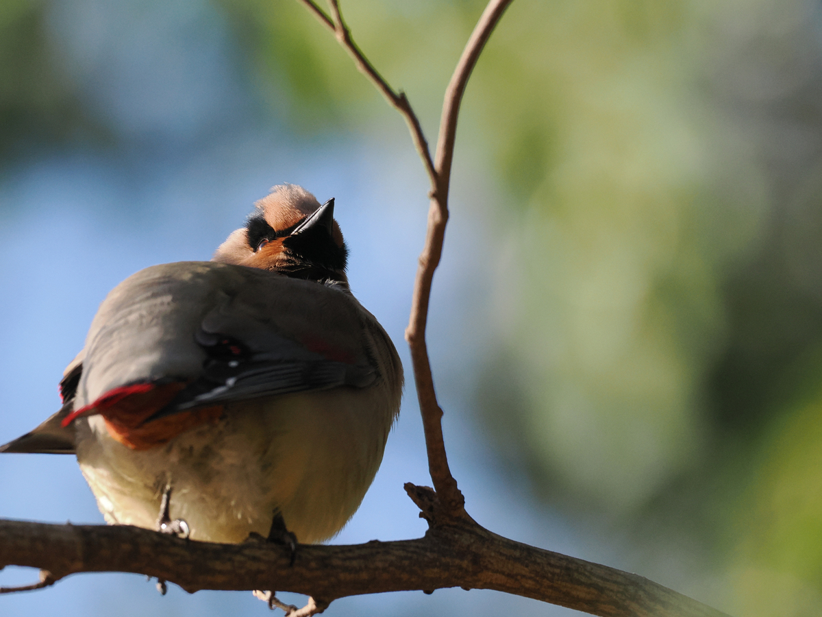 キレンジャク、ヒレンジャク、 - 多摩川界隈の野鳥撮影