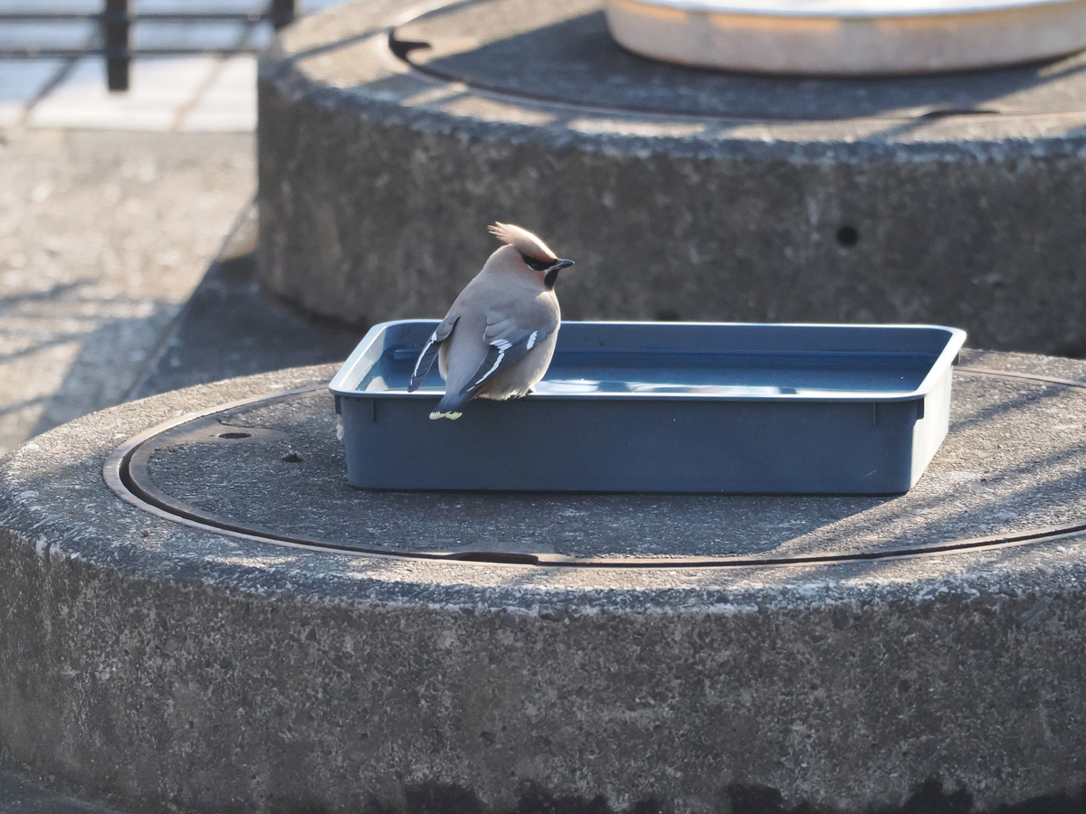 キレンジャク、ヒレンジャク、 - 多摩川界隈の野鳥撮影