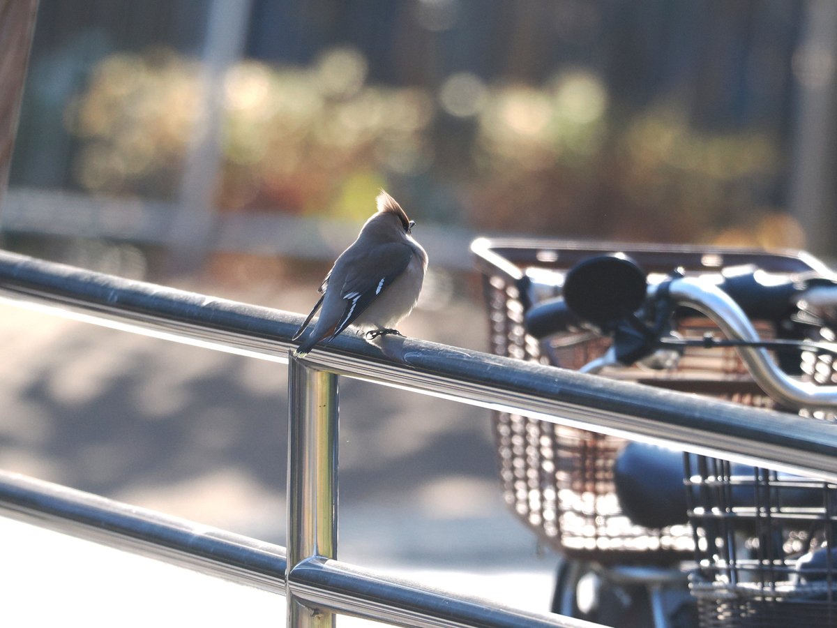 キレンジャク、ヒレンジャク、 - 多摩川界隈の野鳥撮影