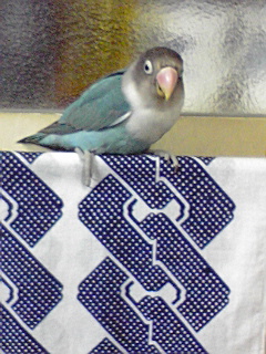 f:id:syulan:20100207191735j:image f:id:syulan:20100207191735j:image