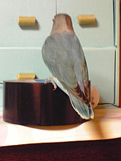 f:id:syulan:20100220135350j:image f:id:syulan:20100220135350j:image