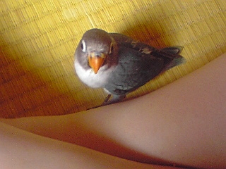 f:id:syulan:20100220135357j:image f:id:syulan:20100220135357j:image