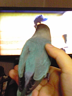 f:id:syulan:20100402181055j:image