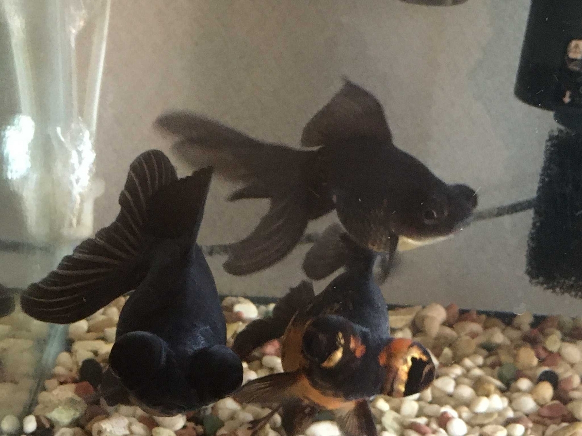 金魚 飼育】成長による変化 1年で出目金の体色が変わった？！ - ゆら