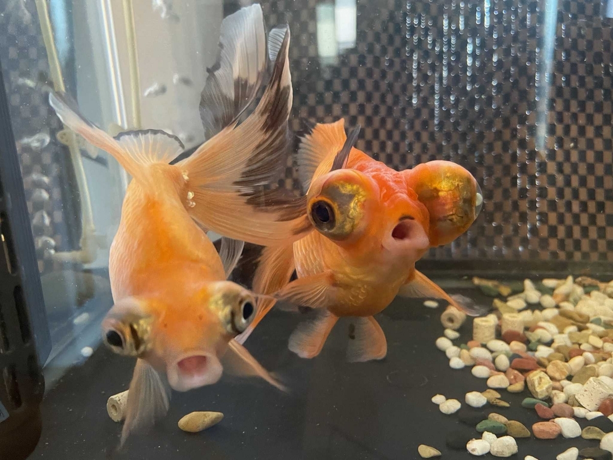 金魚 飼育】成長による変化 1年で出目金の体色が変わった？！ - ゆら