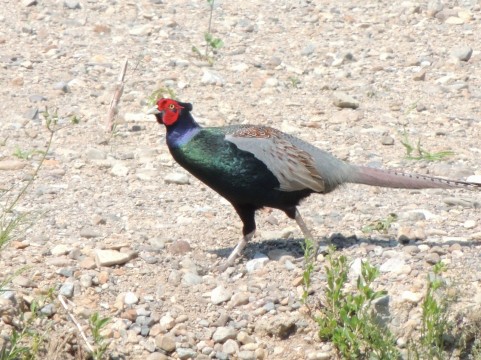 f:id:syunki-gt:20161101195200j:plain