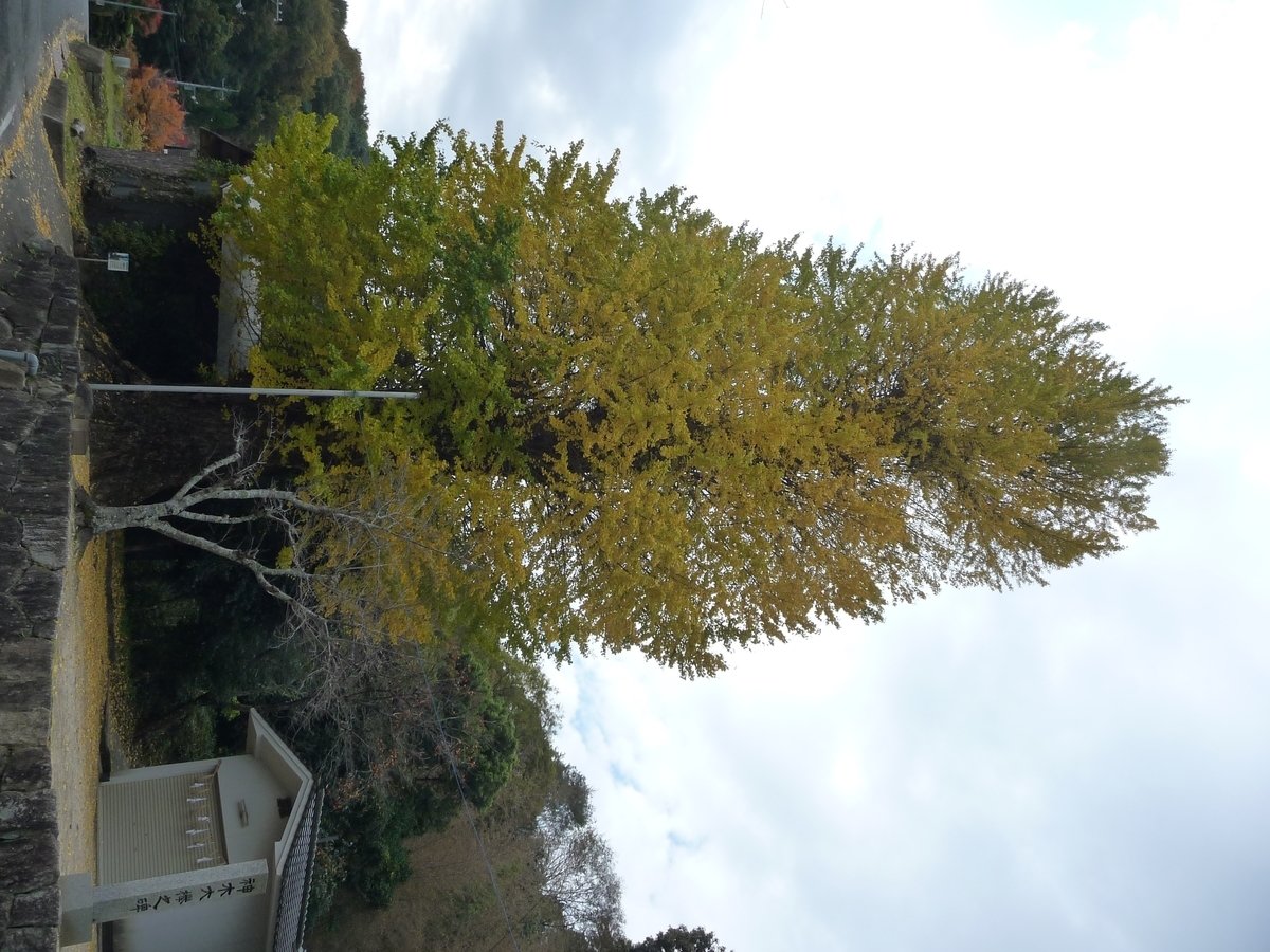 f:id:syurihanndoku:20201110194718j:plain f:id:syurihanndoku:20201110194718j:plain